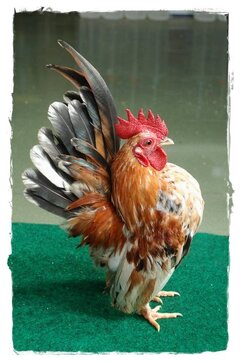 Ayam Serama