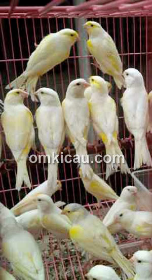 Kenari yellow mozaic