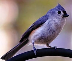 Tufted Titmice - love suet Tufted Titmice - love suet