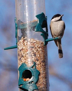 Chickadees love tube feeders chickadee eating from a tube feeder