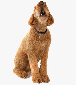 Dog Training And Dog Products Citronella Anti Bark Spray Collar Puppy In Training