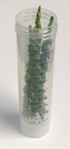 A foto of wheat anthers in a Falcon tube