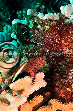 Blackside Hawkfish. Paracirrhites forsteri. Molokai Hawaii Fish Rain, Molokai Hawaii (Steven W Smeltzer)