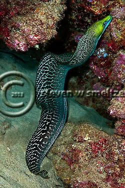 Undulated Moray. Gymnothorax undulatus. Maui Hawaii Black Rock, Maui Hawaii (Steven Smeltzer)