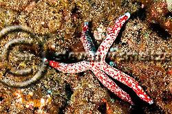 Starfish. Linckia multifora. Molokai Hawaii Fish Rain, Molokai Hawaii (Steven W Smeltzer)