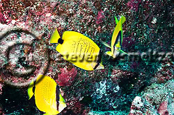 Milletseed Butterflyfish. Chaetodon miliaris. Molokai Hawaii Fish Rain, Molokai Hawaii (Steven W Smeltzer)