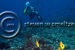 Scuba Diving Fish Rain. Molokai Hawaii Fish Rain, Molokai Hawaii (Steven W Smeltzer)