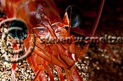 Candy Cane. Shrimp Maui Hawaii Black Rock, Maui Hawaii (Steven Smeltzer)