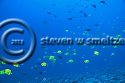 Fish Rain. Molokai Hawaii Fish Rain, Molokai Hawaii (Steven W Smeltzer)