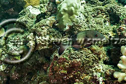 Island Goatfish. Parupeneus insularis. Molokai Hawaii Black Rock, Maui Hawaii (Steven Smeltzer)