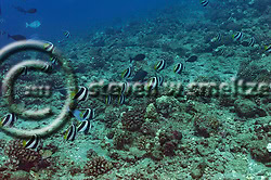 Pennant Butterflyfish. Heniochus diphreutes. Molokai Hawaii Fish Rain, Molokai Hawaii (Steven W Smeltzer)