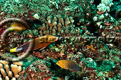 Shortnose Wrasse. Macropharyngodon geoffroy. Yellowtail Coris. Coris gaimard. Molokai Hawaii Shortnose Wrasse, Macropharyngodon geoffroy, (Quoy & Gaimard, 1824), and Yellowtail Coris, Coris gaimard, (Quoy & Gaimard, 1824), Molokai Hawaii (Steven W SMeltzer)