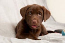 An attentive puppy to illustrate you should think like one when puppy proofing