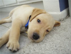 What Happens To A Retired Guide Dog Puppy In Training