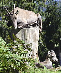 Wild animals use trees too. A wild animal with horns perched on top of a dead tree.