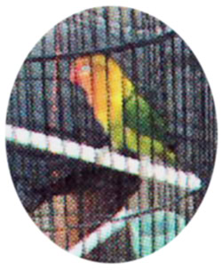 Lovebird Karti