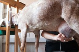 Milking Nigerian Dwarf Goat Doe Seven Gables Farm