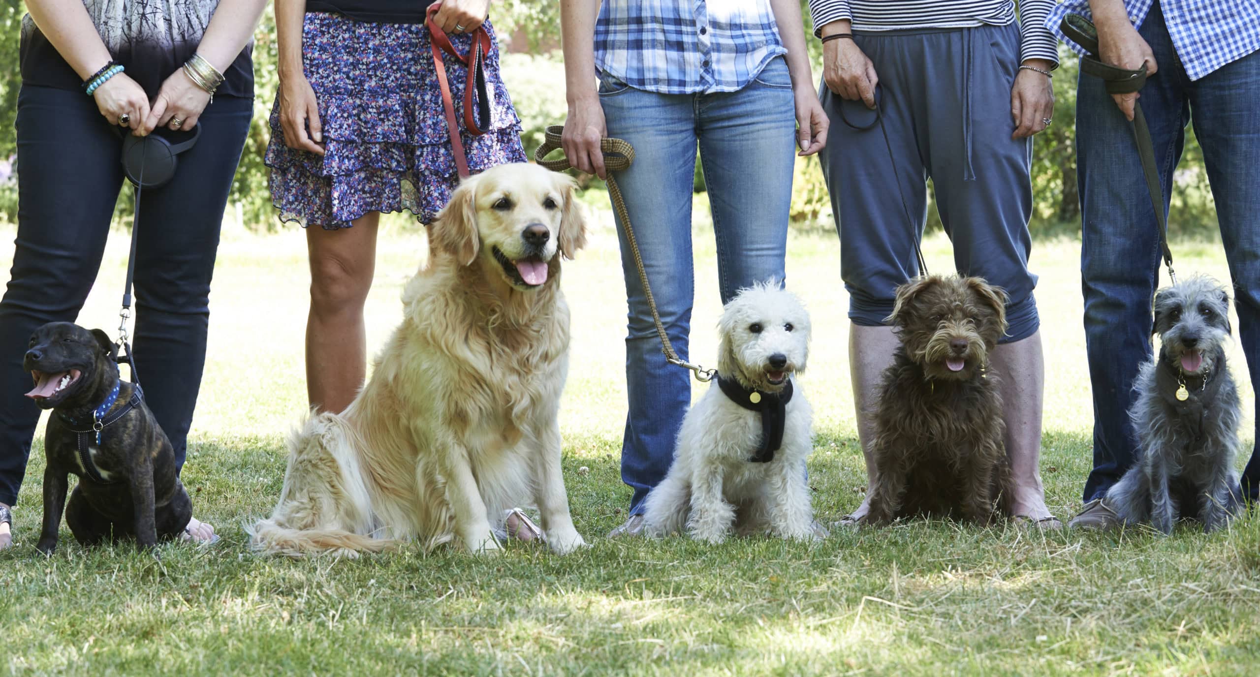 beruf hundetrainer 8 dinge die du wissen solltest schnauzentrip