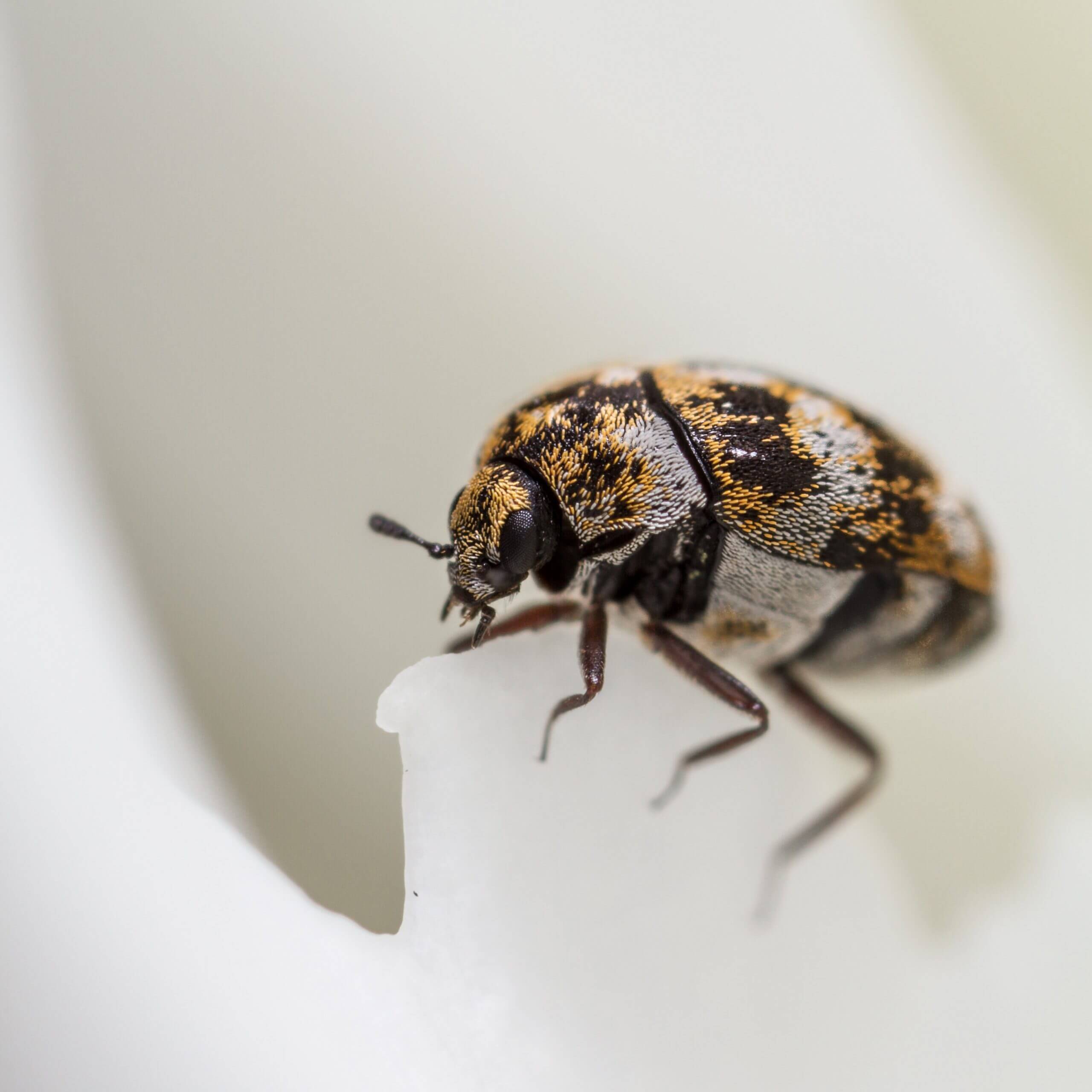 Do Carpet Beetles Bite Cats Review Home Co