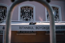 Fotos de gatos en Estambul