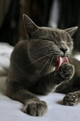 Image of cat cleaning herself by licking her paw