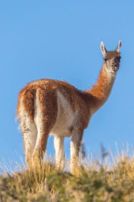 Patagonia, guanaco c/o Matias Rebak