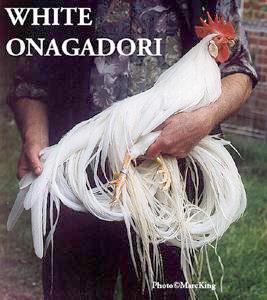 Onagadori_white