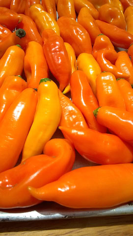 Pimenta