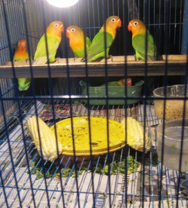 SANGKAR-LOVEBIRD-KOLONI Sangkar Koloni Lovebird