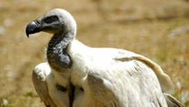 Burung Nazar