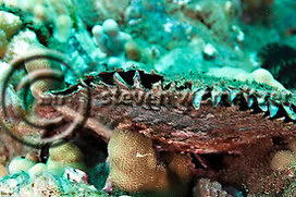Black-Lipped Pearl Oyster. Pinctada margaritifera. Maui Hawaii Creatures of the Coral Reef (Steven W Smeltzer)