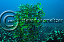 Bluestripe Snapper. Lutjanus kasmira. Lanai Hawaii Creatures of the Coral Reef (Steven W Smeltzer)