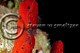 Sponge Brittle Star. Ophiothrix suensoni. Grand Cayman Creatures of the Coral Reef (Steven W Smeltzer)