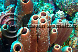 Brown Tube Sponge. Agelas Lacunosa. Grand Cayman Creatures of the Coral Reef (Steven W Smeltzer)