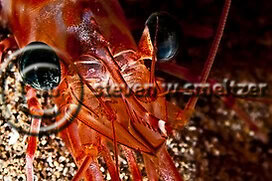 Cany Cane Shrimp. Parhippolyte mistica. Maui Hawaii Creatures of the Coral Reef (Steven W Smeltzer)