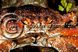 Channel clinging crab. Mithrax spinosissimus. Grand Cayman Creatures of the Coral Reef (Steven W Smeltzer)