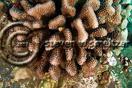 Eight-ray Finger Coral. Madracis formosa. Grand Cayman Creatures of the Coral Reef (Steven W Smeltzer)