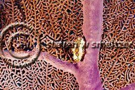 Flamingo Tongue. Cyphoma Gibbosum. Grand Cayman Creatures of the Coral Reef (Steven W Smeltzer)