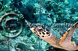 Hawksbill Turtle. Eretmochelys imbriocota. Grand Cayman Creatures of the Coral Reef (Steven W Smeltzer)
