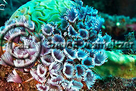 Social Feather Duster. Shipwreck. Doc Paulson. Grand Cayman Creatures of the Coral Reef (Steven W Smeltzer)