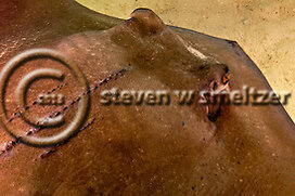Southern Stingray. Dasyatis americana. Grand Cayman Creatures of the Coral Reef (Steven W Smeltzer)