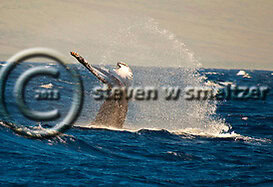Humpback Whale. Megaptera novaeangliae. Hawaii Creatures of the Coral Reef (Steven W Smeltzer)