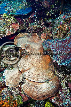 Lamarck's Sheet Coral. Agaricia Lamarcki. Grand Cayman Creatures of the Coral Reef (Steven W Smeltzer)