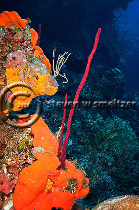 Elephant Ear Sponge. Agelas clathrodes. Row Pore Rope Sponge. Aplysina cauliformis. Grand Cayman Creatures of the Coral Reef (Steven W Smeltzer)