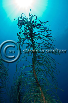 Slimy Sea Plume. Pseudopterogorgia americana. Grand Cayman Creatures of the Coral Reef (Steven W Smeltzer)