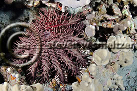 Crown of Thorns starfish. Acanthaster planci. Molokai Hawaii Creatures of the Coral Reef (Steven W Smeltzer)