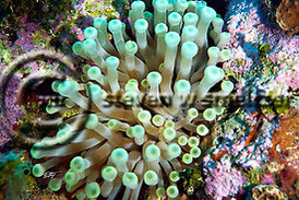 Bubble Tip Anemone. Entacmaea quadricolor. (Leuckart in Rüppell & Leuckart, 1828). Grand Cayman Orange Canyon Creatures of the Coral Reef (Steven W Smeltzer)
