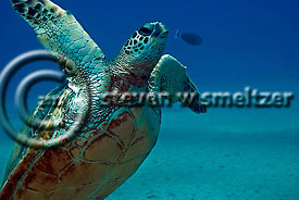 Green Sea Turtle. Chelonia mydas. Maui Hawaii Creatures of the Coral Reef (Steven W Smeltzer)
