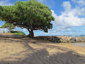 Trees planted along a Riverbank Frances Blog - Update