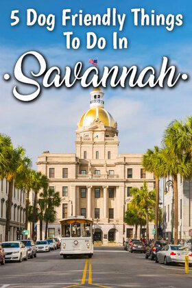 5 dog friendly things to do in Savannah